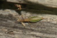 Berytinus