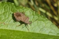 Coreus marginatus