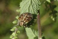 Carpocoris