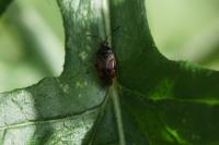 Deraeocoris ruber