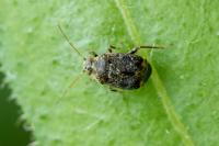 Charagochilus gyllenhalii