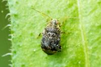 Charagochilus gyllenhalii
