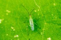 Blepharidopterus angulatus