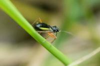 Pithanus maerkelii