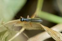 Pithanus maerkelii