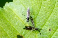 Heterotoma planicornis