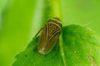 Aphrodes