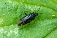 Plagiognathus arbustorum
