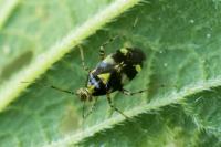 Liocoris tripustulatus