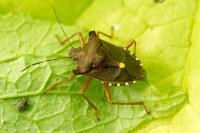 Pentatoma rufipes