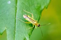 Campyloneura virgula
