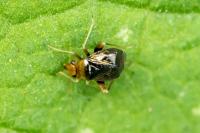 Halticus luteicollis