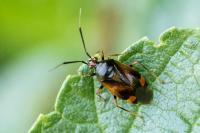 Deraeocoris ruber
