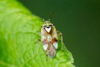 Lygus pratensis