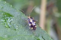 Liocoris tripustulatus