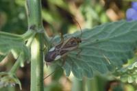 Adelphocoris