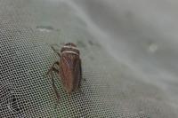 Aphrodes