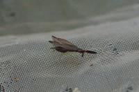 Heterotoma planicornis