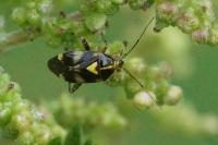 Liocoris tripustulatus