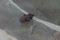 Deraeocoris ruber