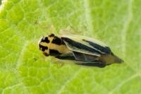 Evacanthus interruptus