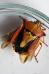 Carpocoris mediterraneus atlanticus