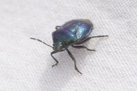 Zicrona caerulea