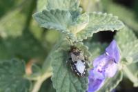 Heterogaster cathariae