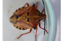 Carpocoris mediterraneus atlanticus