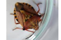 Carpocoris mediterraneus atlanticus