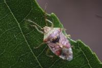 Elasmucha grisea