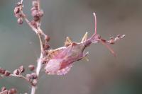 Haploprocta sulcicornis