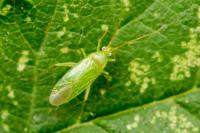 Orthotylus