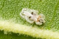 Corythucha ciliata