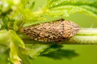 Aphrodes