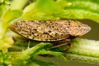 Aphrodes