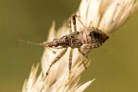 Himacerus apterus