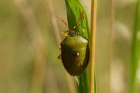 Piezodorus lituratus