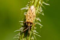 Tingis auriculata