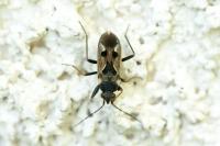 Rhyparochromus vulgaris