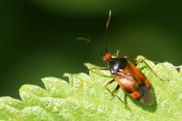 Deraeocoris ruber