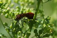 Graphosoma italicum