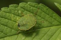 Palomena prasina