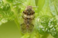 Cixius