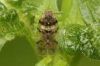 Cixius