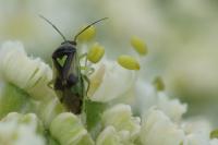 Orthops campestris