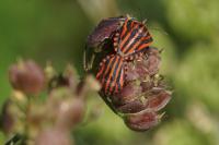 Graphosoma italicum