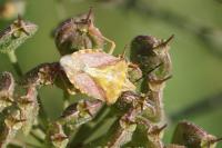 Carpocoris purpureipennis