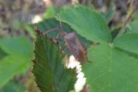 Coreus marginatus