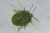 Palomena prasina